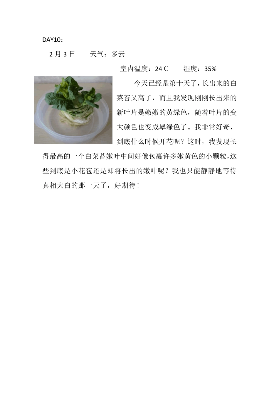 白菜花生长过程记录_第3页