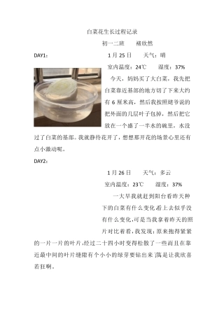 白菜花生长过程记录
