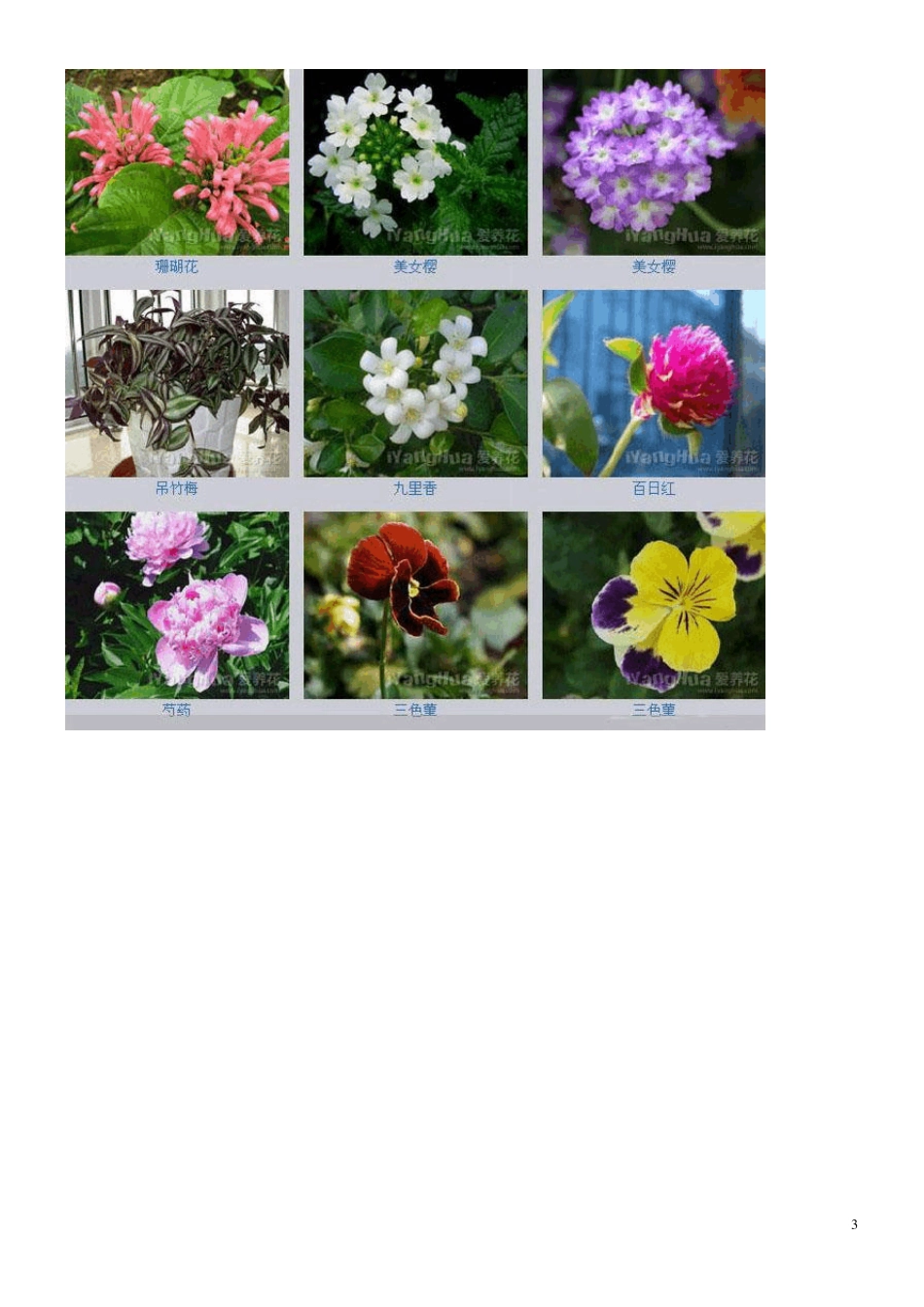 百花图谱精美图片_第3页