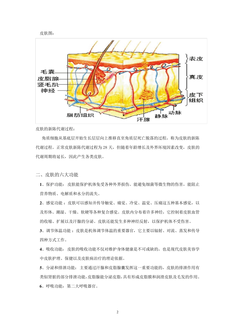 皮肤的专业知识_第3页