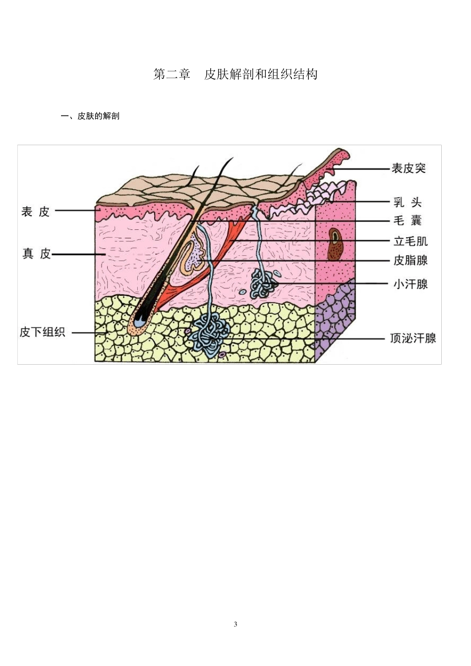 皮肤美容科学基本介绍_第3页