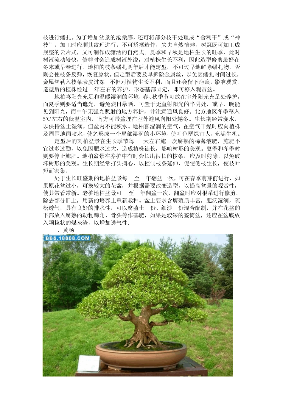 盆景技术大全_第2页