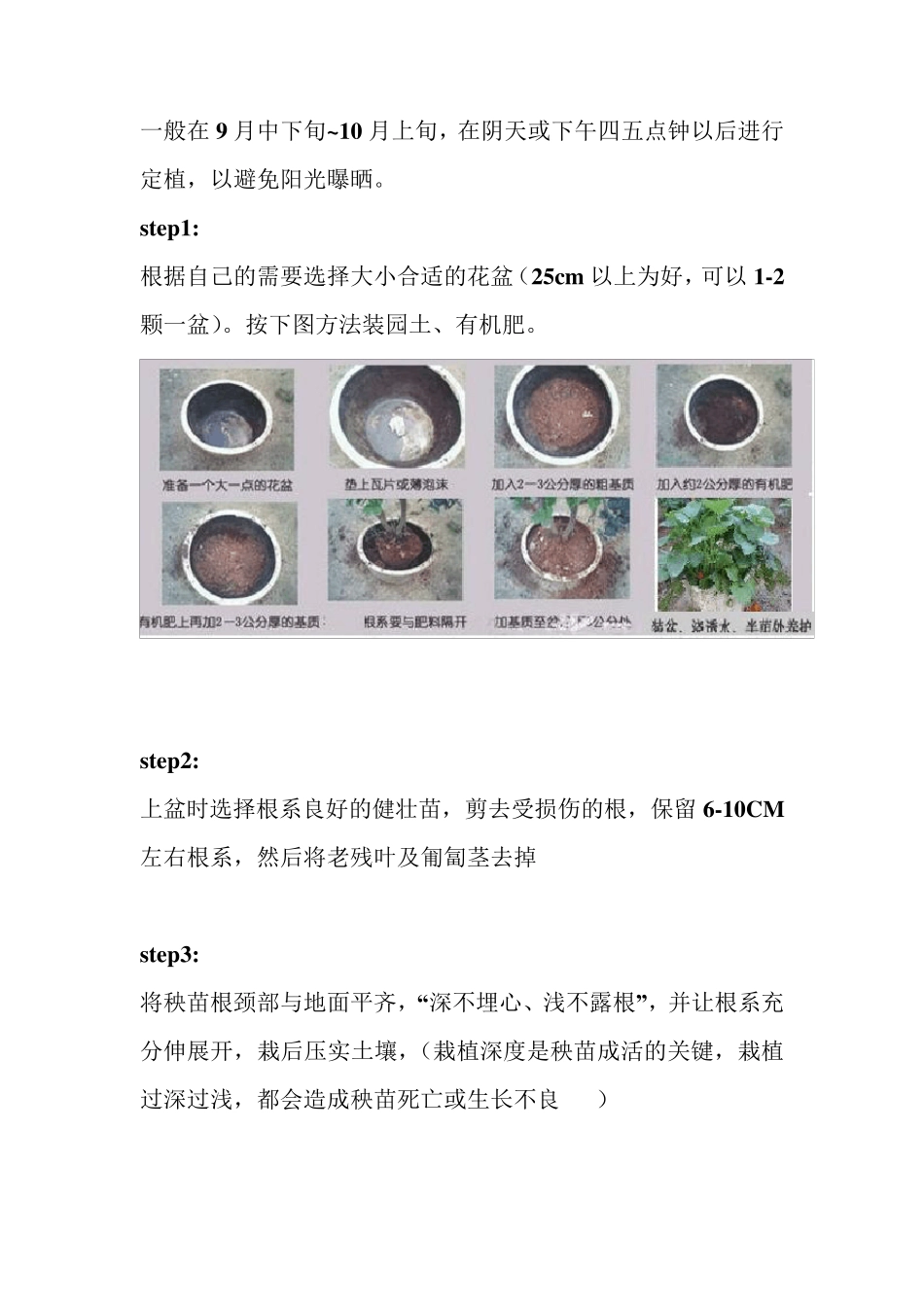 盆栽草莓栽培技术图解_第2页