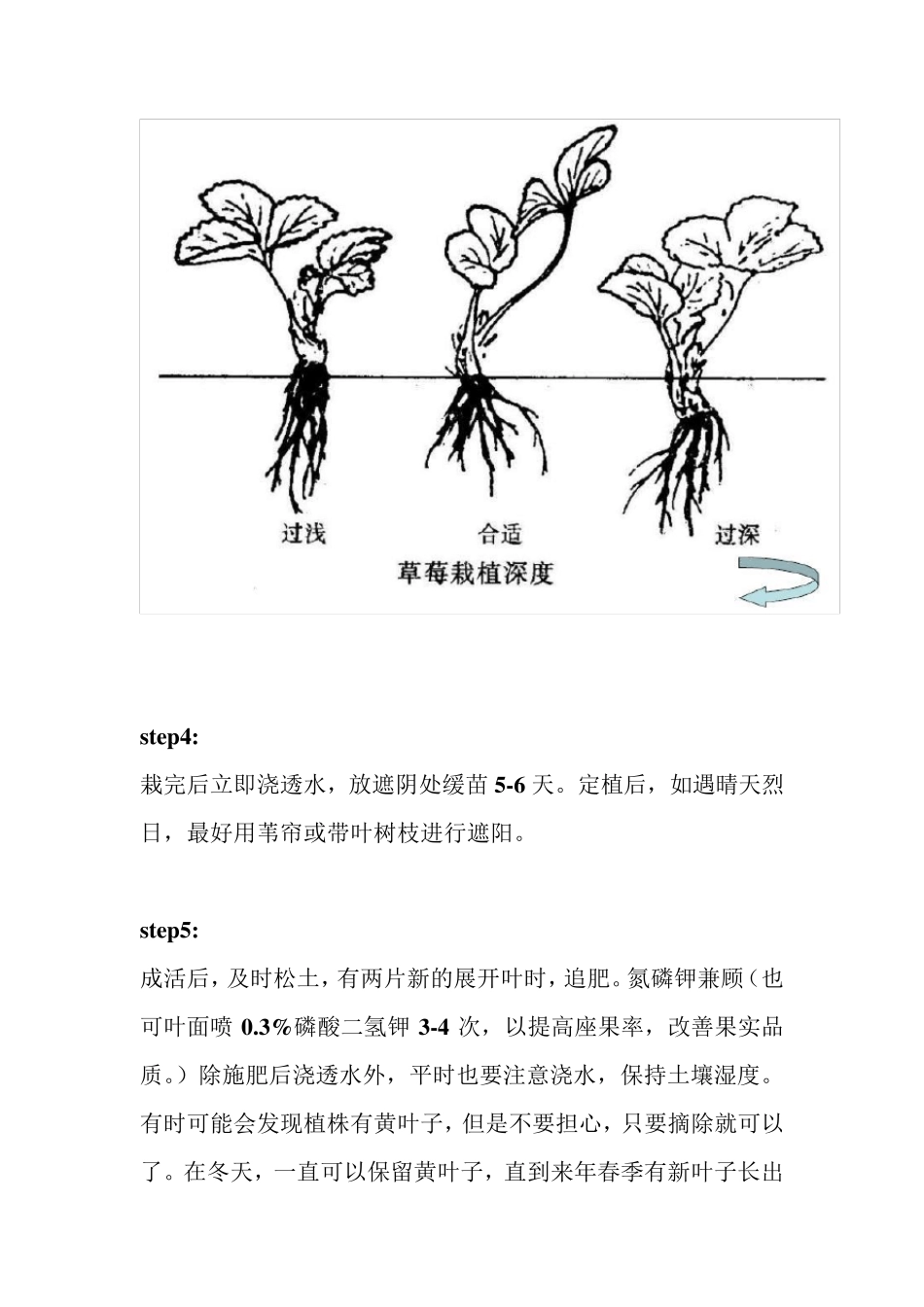 盆栽草莓栽培技术图解_第3页