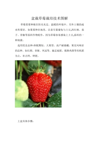 盆栽草莓栽培技术图解