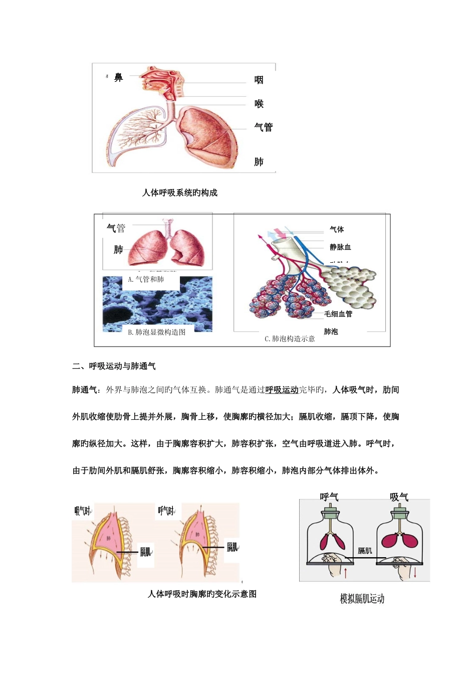 2025年人体的呼吸知识点_第2页