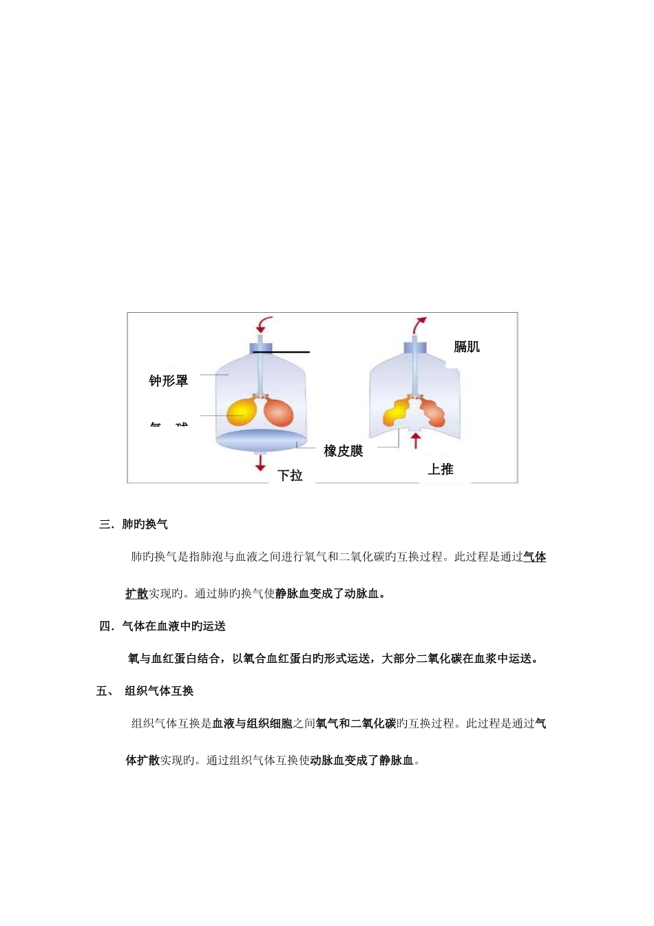2025年人体的呼吸知识点_第3页