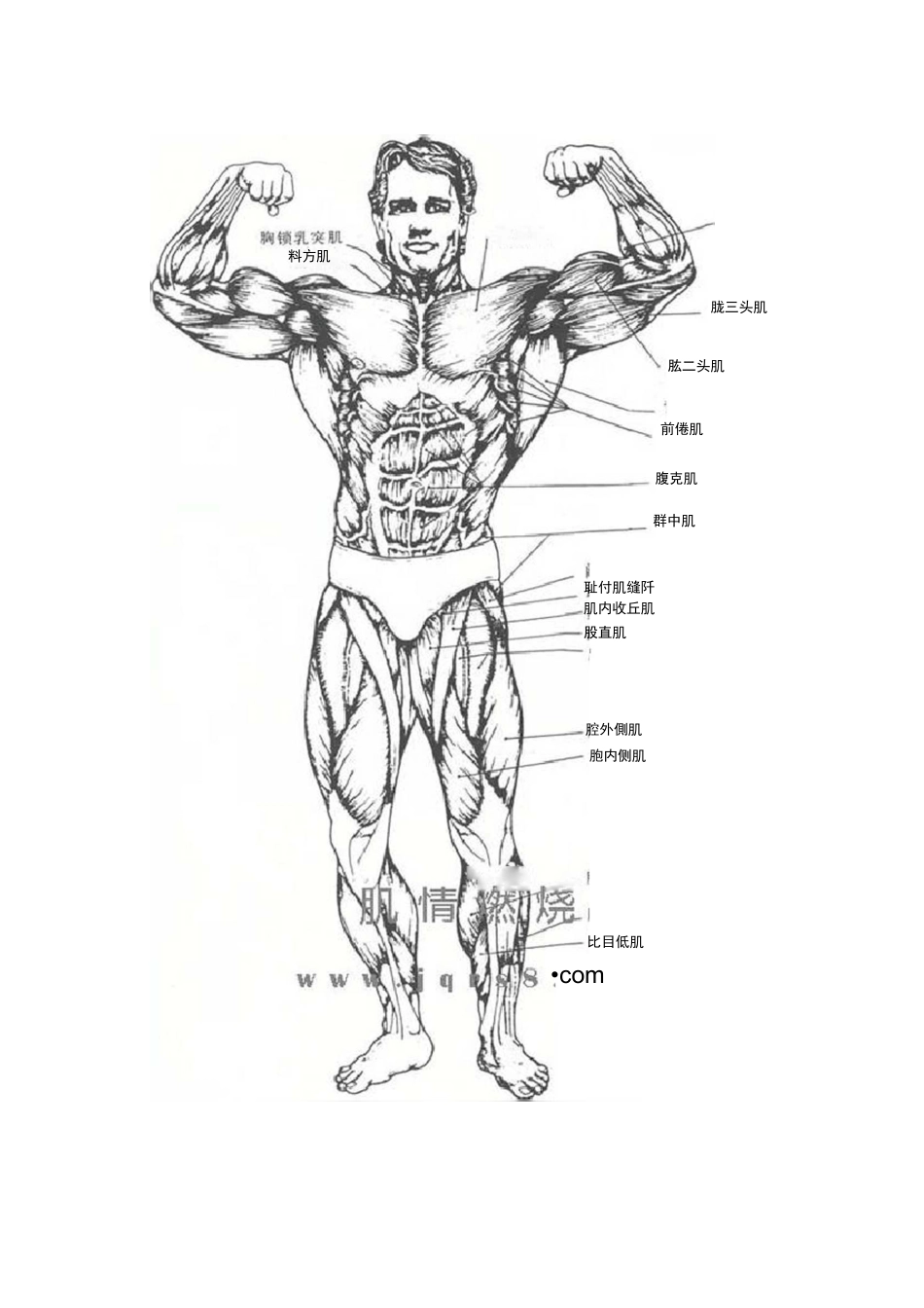 最全的人体肌肉图解_第2页