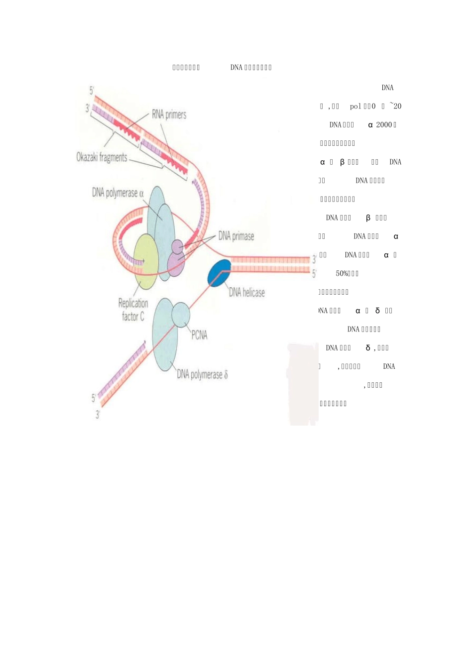 真核生物DNA的复制_第2页