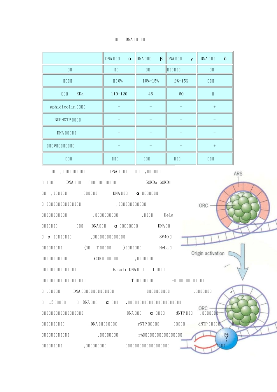 真核生物DNA的复制_第3页