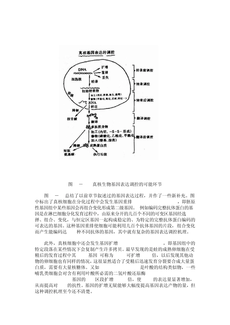 真核表达基础知识_第3页