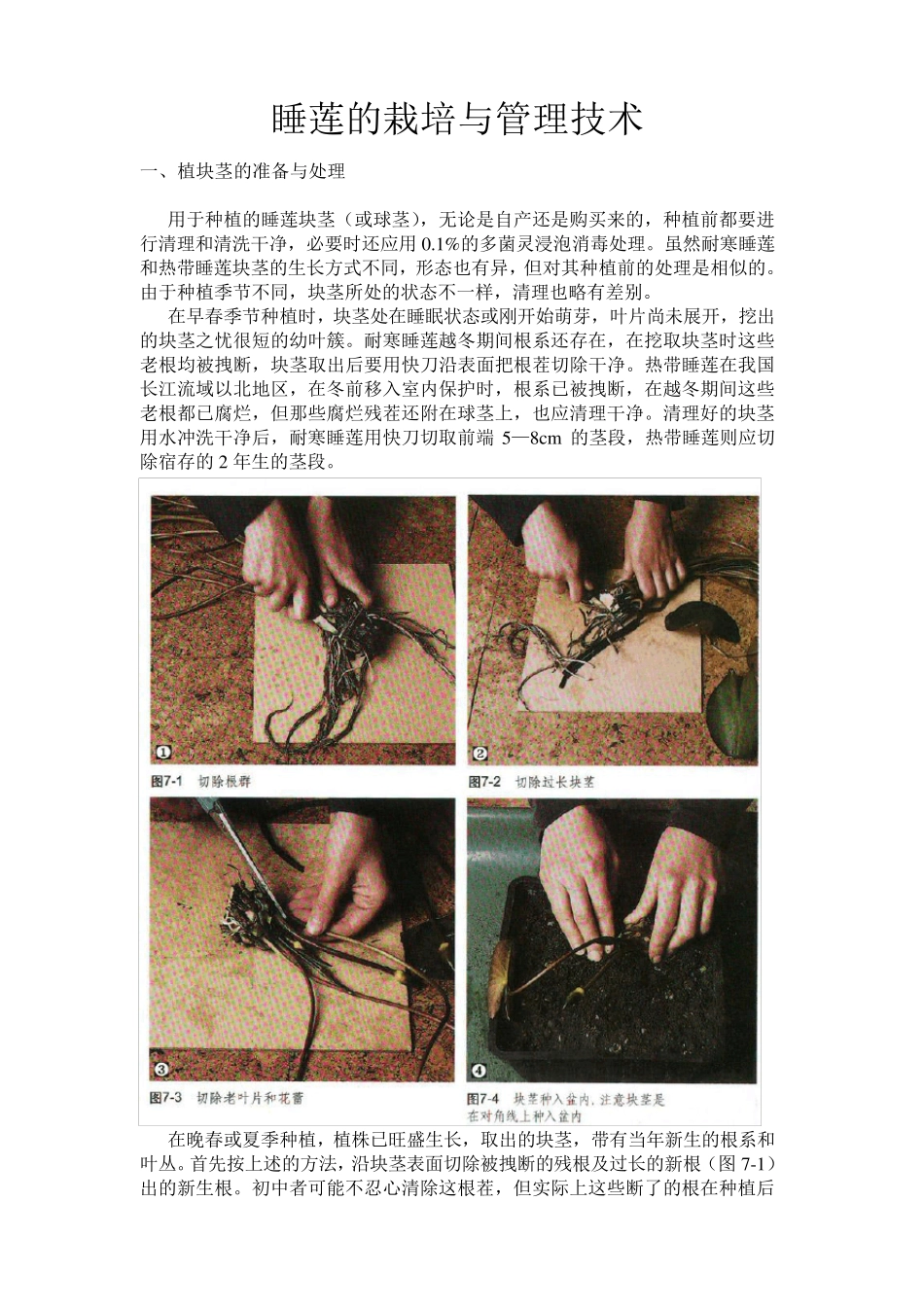 睡莲的栽培与管理技术_第1页