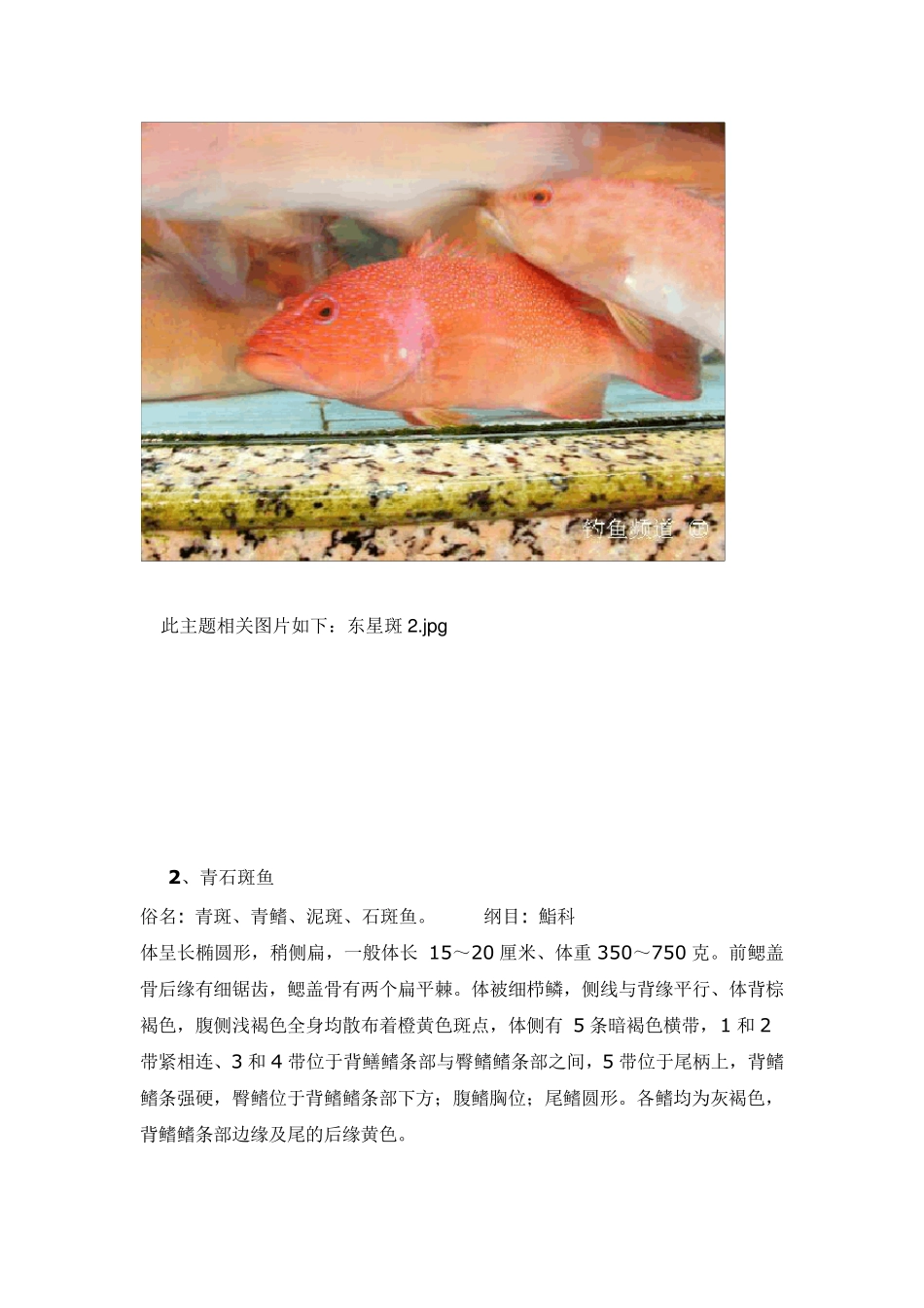 石斑种类介绍_第2页