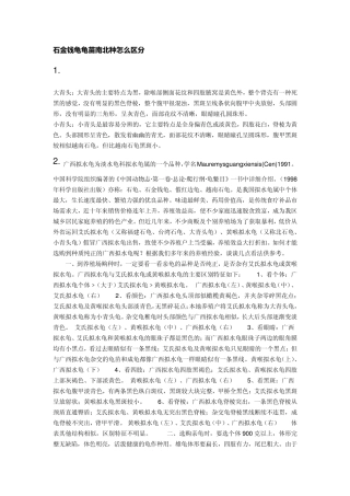 石金钱龟龟苗南北种怎么区分