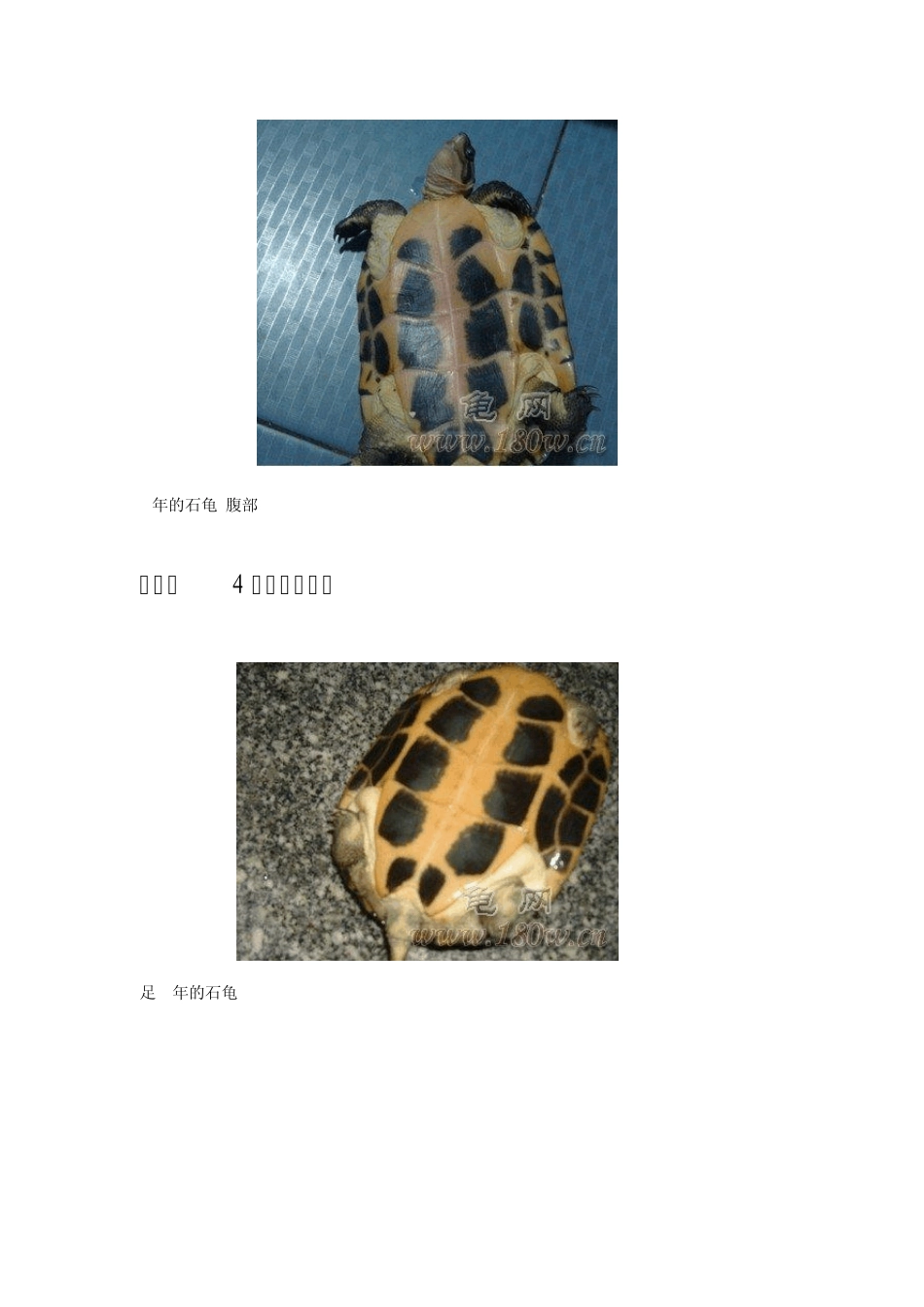 石金钱龟的龟龄鉴定带图说明_第2页