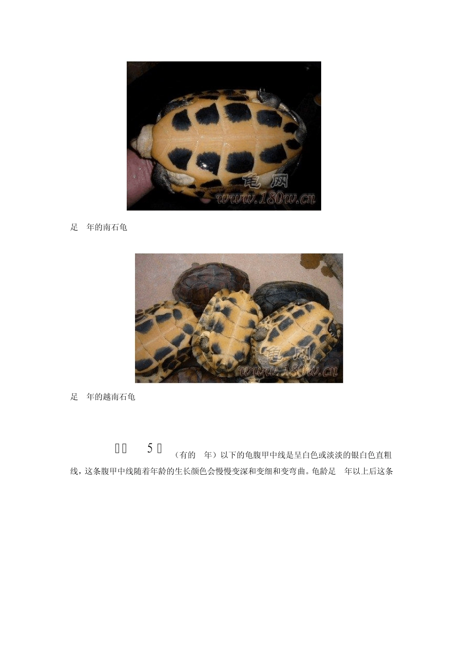 石金钱龟的龟龄鉴定带图说明_第3页
