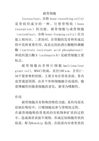 破骨细胞与成骨细胞