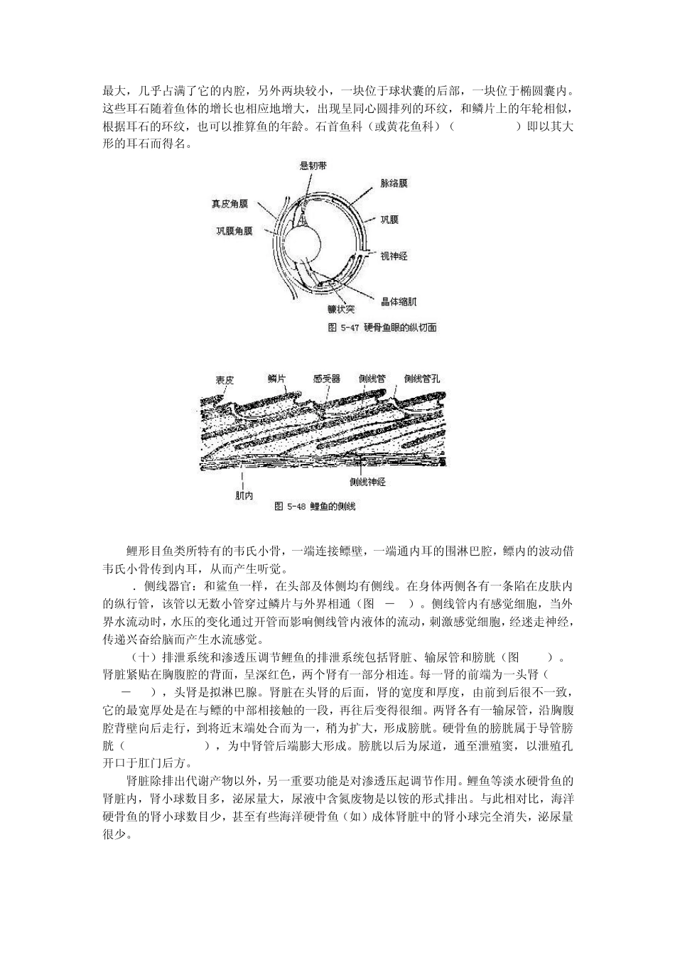 硬骨鱼的心脏和软骨鱼不同之处是心脏不具动脉圆锥而有_第3页
