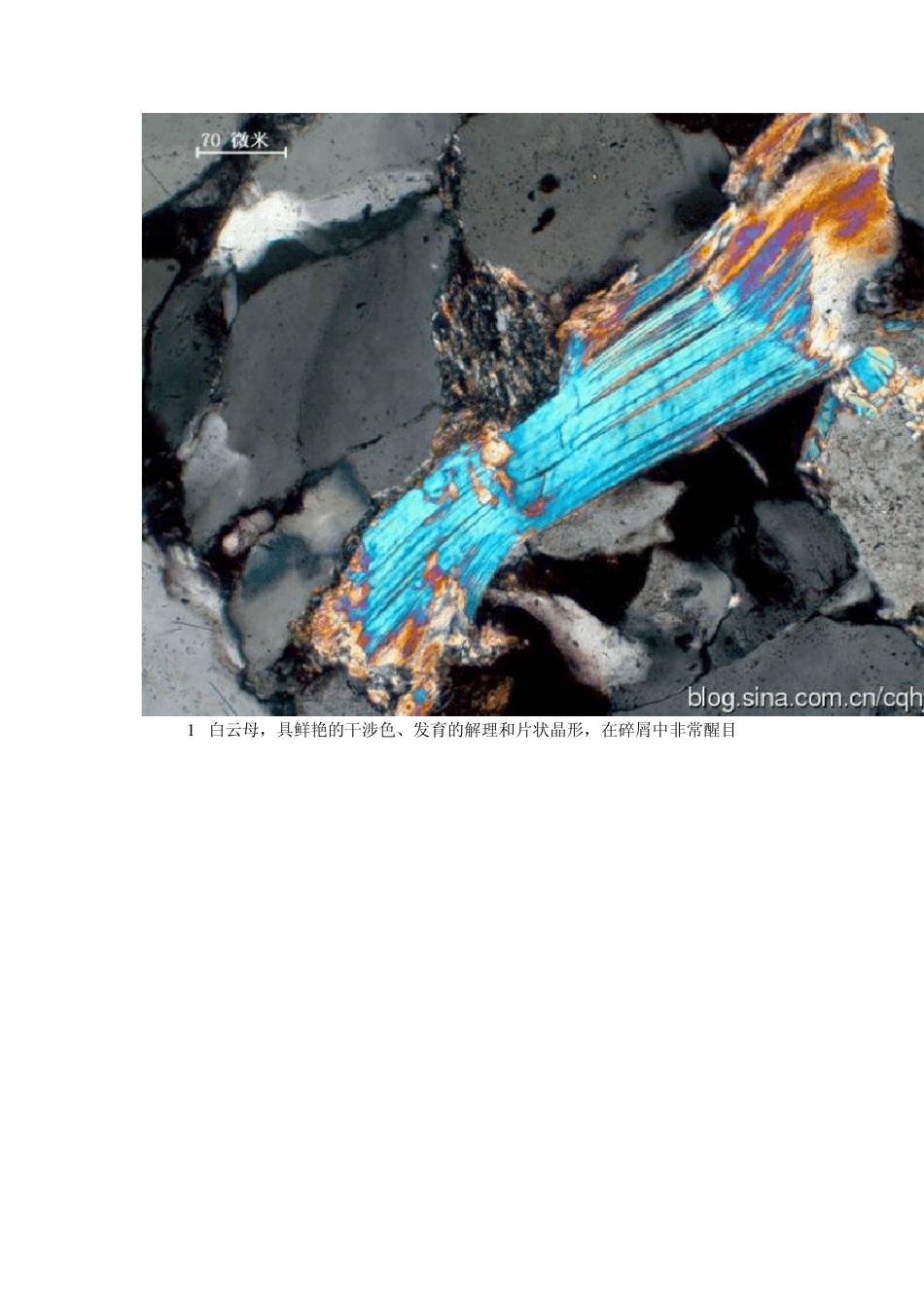 碎屑岩组分的显微镜下特征系列之其他陆源组分_第2页