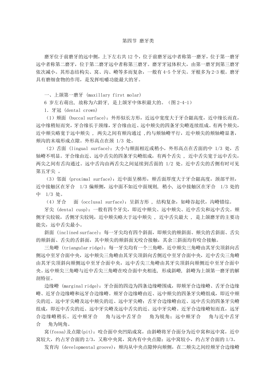 磨牙解剖形态_第1页