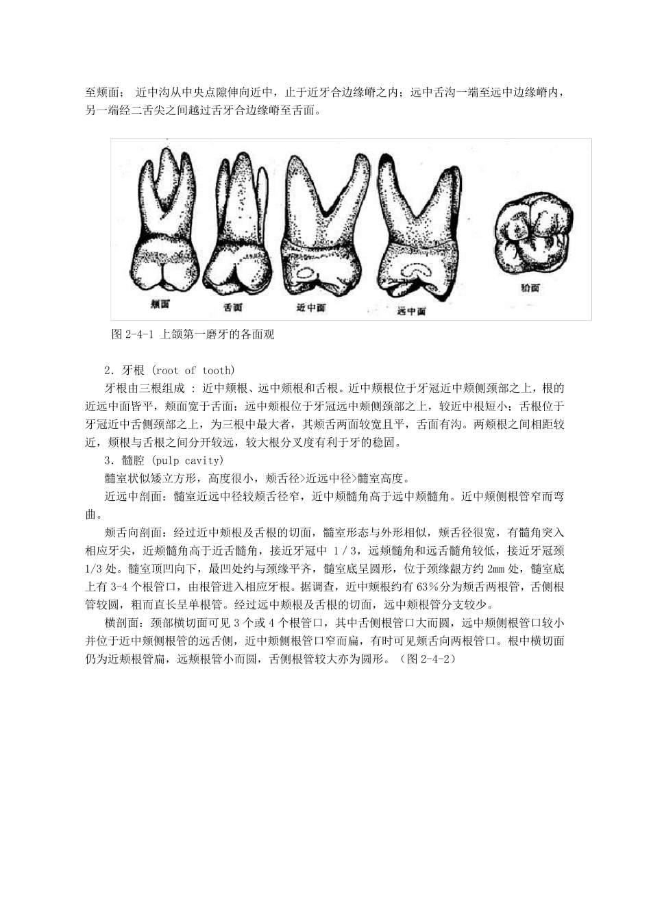 磨牙解剖形态_第2页