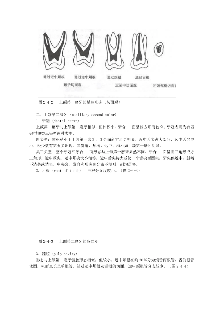 磨牙解剖形态_第3页