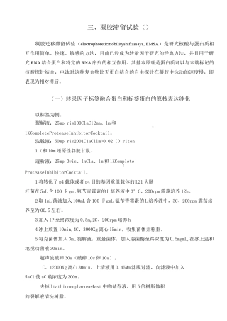 EMSA操作方法(原核表达纯化蛋白)