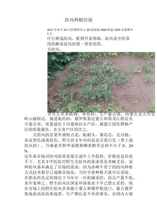 防风种植技巧(赵金峰)
