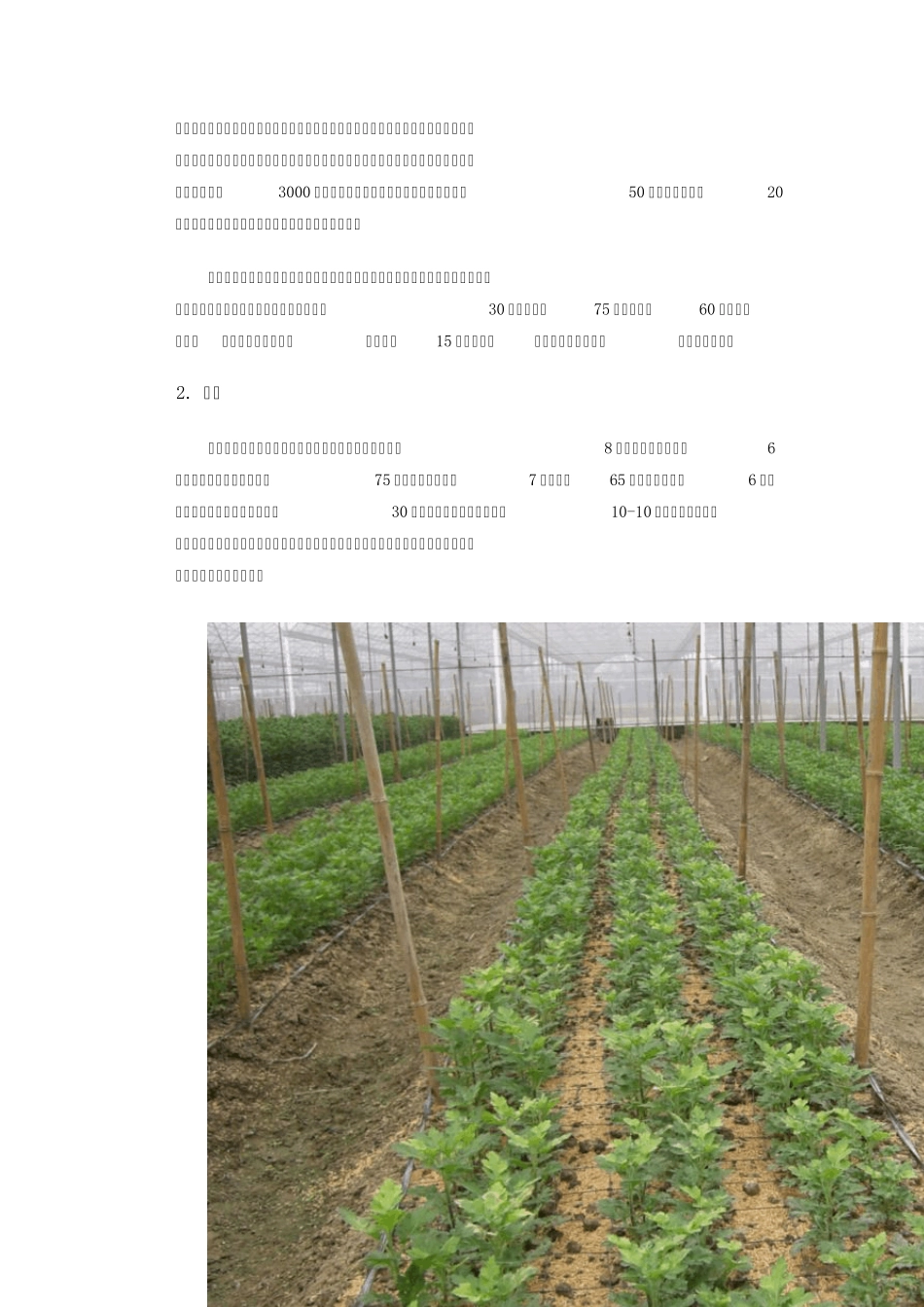 神马菊花切花栽培技术标准_第2页