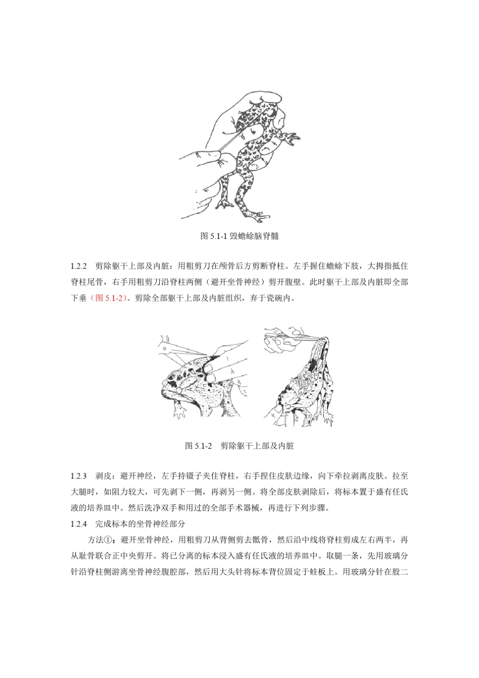 离体蟾蜍坐骨神经腓肠肌标本制备_第2页