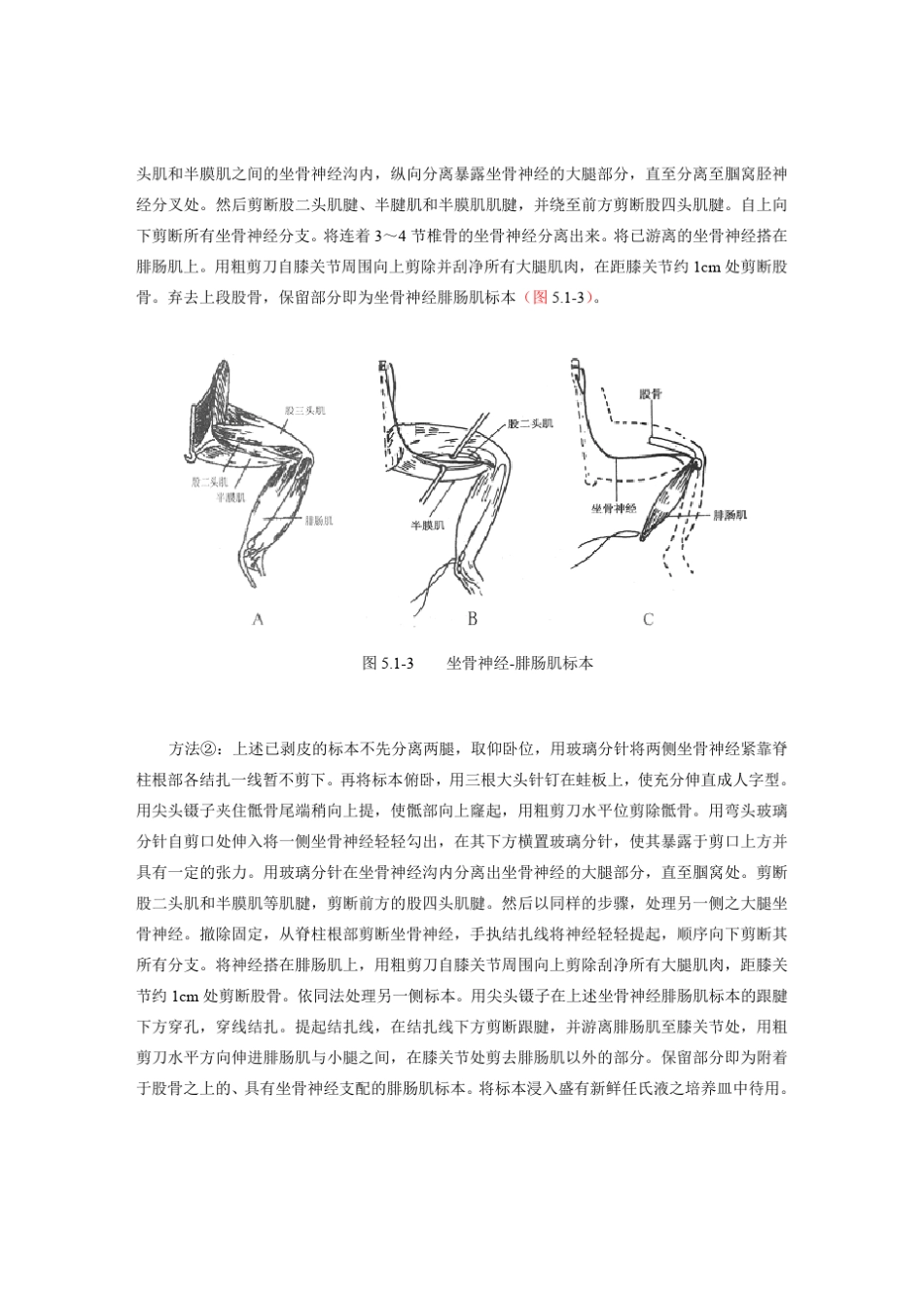 离体蟾蜍坐骨神经腓肠肌标本制备_第3页