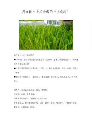 种在阳台上榨汁喝的“抗癌药”