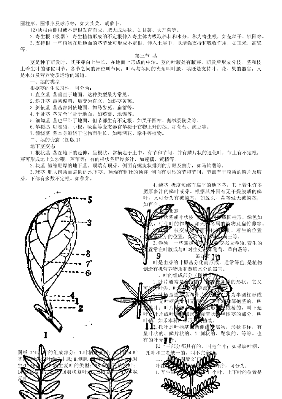 种子植物分类学形态术语_第2页
