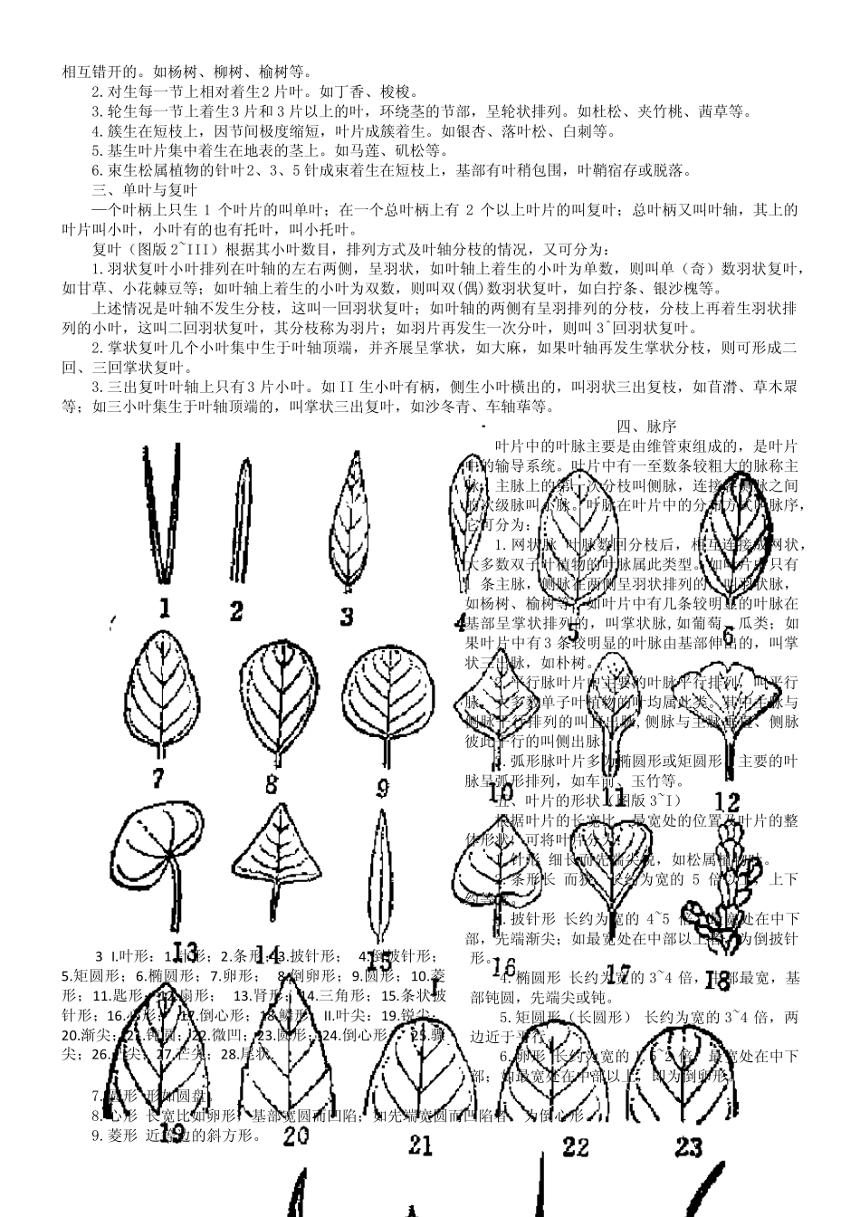 种子植物分类学形态术语_第3页