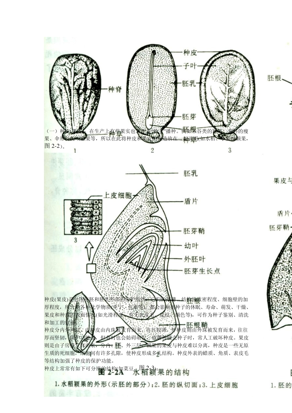 种子的形态结构和生理特性_第2页
