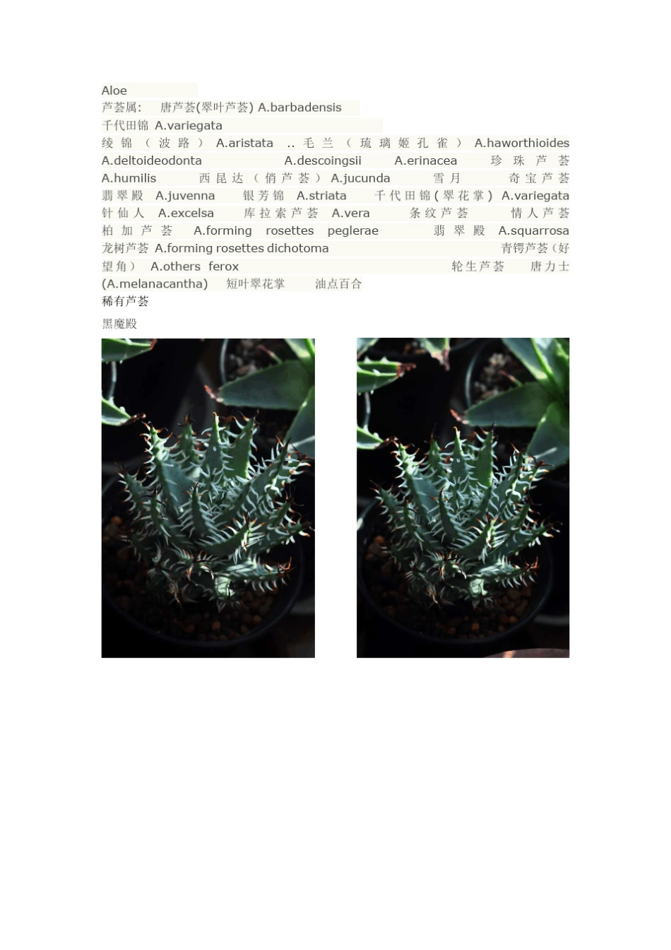 稀有芦荟种类_第1页