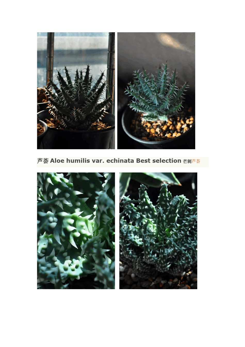 稀有芦荟种类_第2页