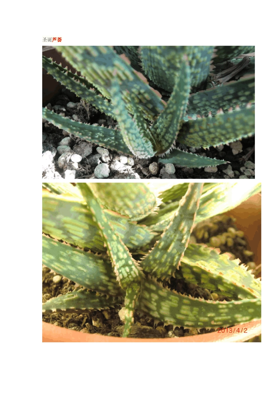 稀有芦荟种类_第3页