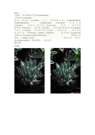 稀有芦荟种类