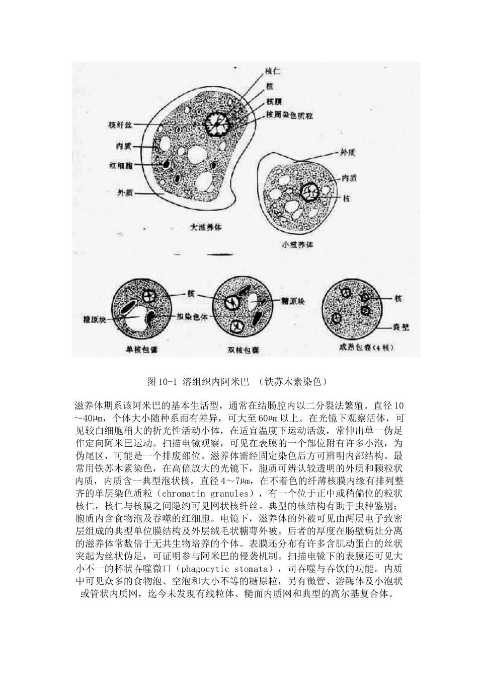 第一节-溶组织内阿米巴_第2页
