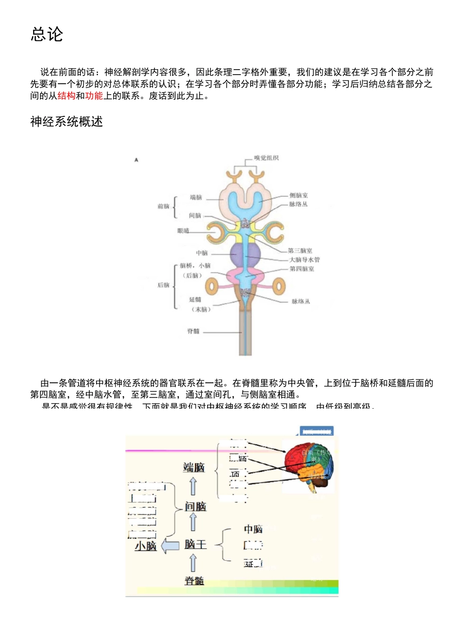 系统解剖学神经系统地总结_第3页