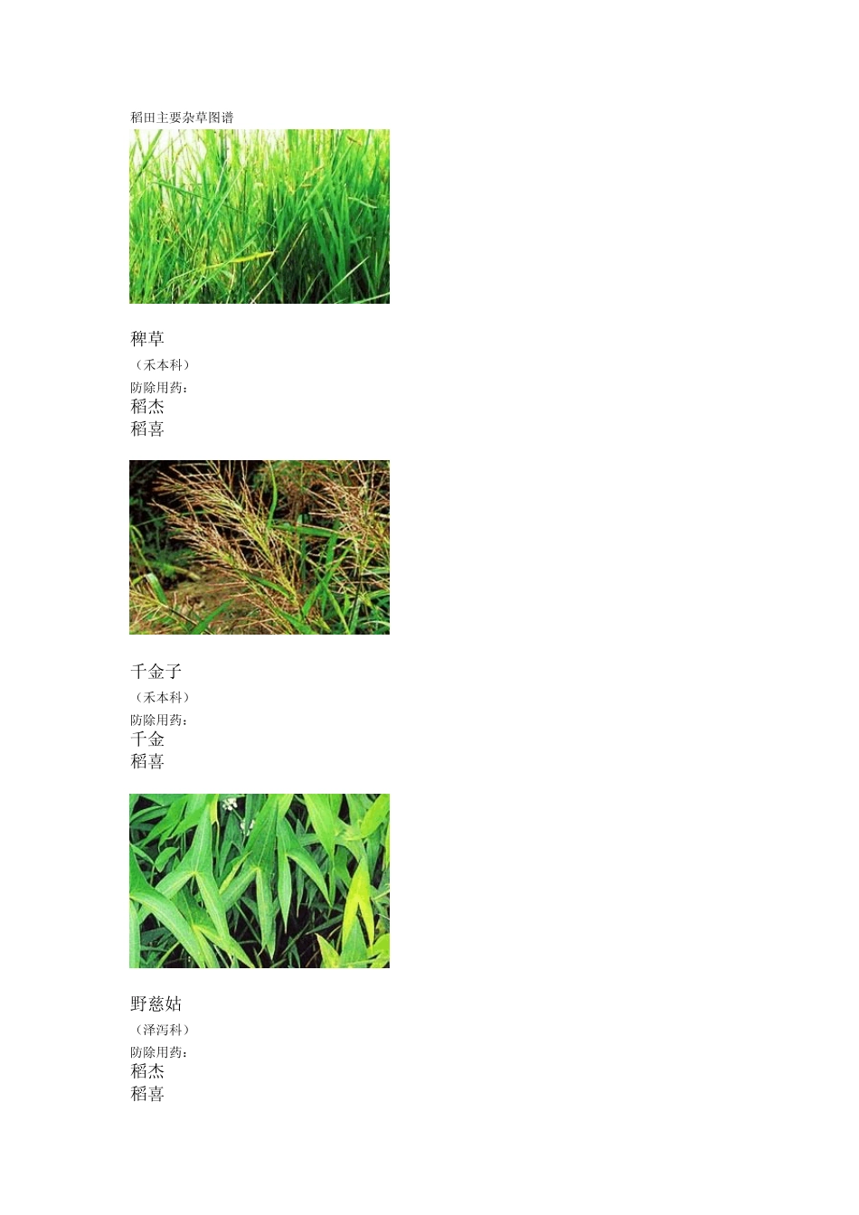 稻田主要杂草图谱_第1页