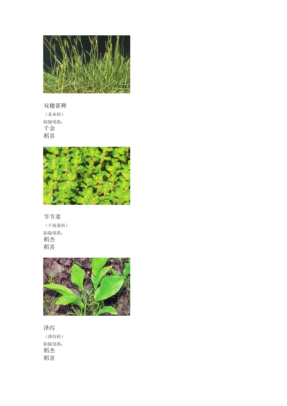 稻田主要杂草图谱_第2页
