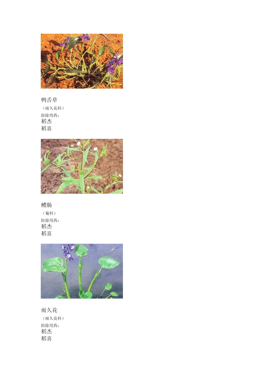 稻田主要杂草图谱_第3页