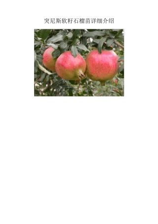 突尼斯软籽石榴苗详细介绍