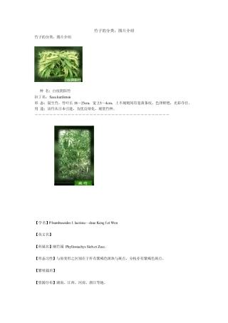 竹子的分类图片介绍
