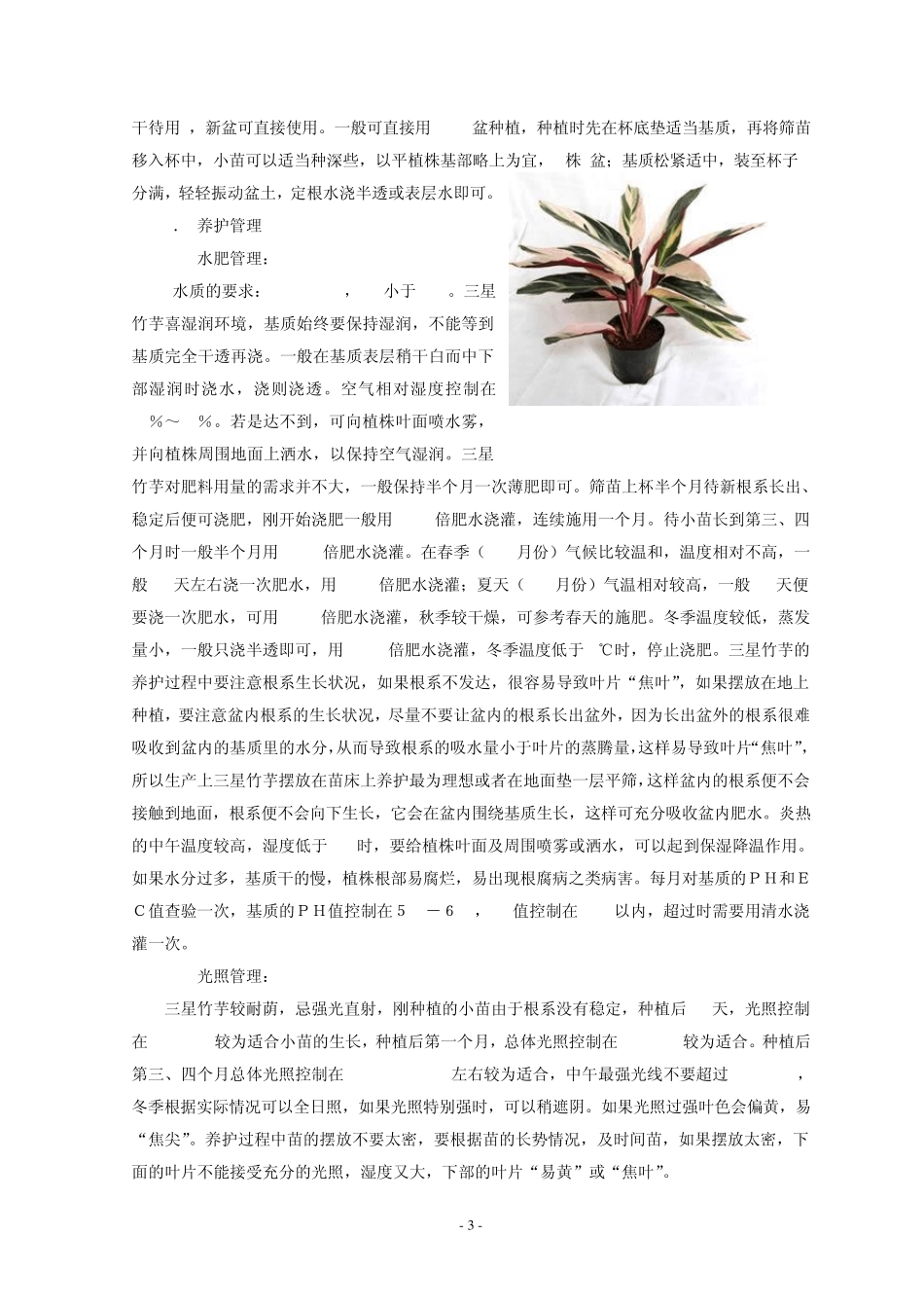 竹芋品种及栽培要点_第3页