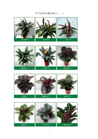 竹芋品种及栽培要点