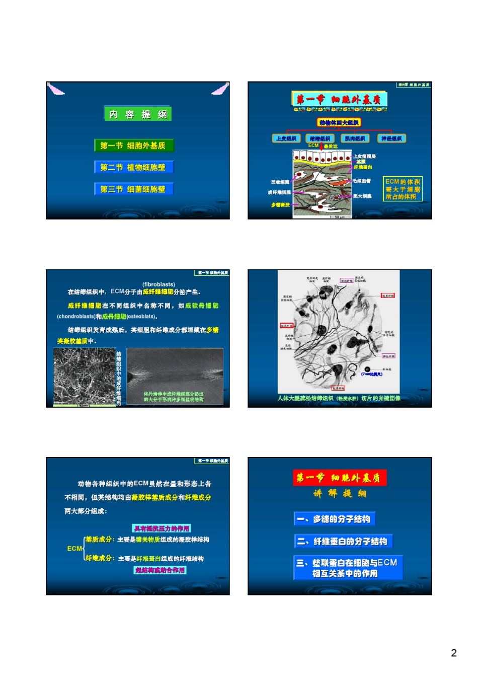第06章细胞外基质_第2页