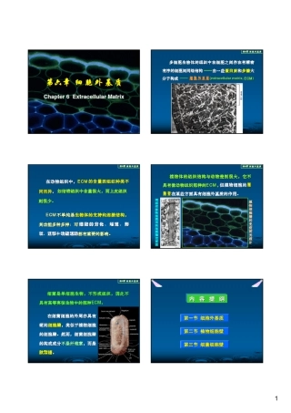 第06章细胞外基质